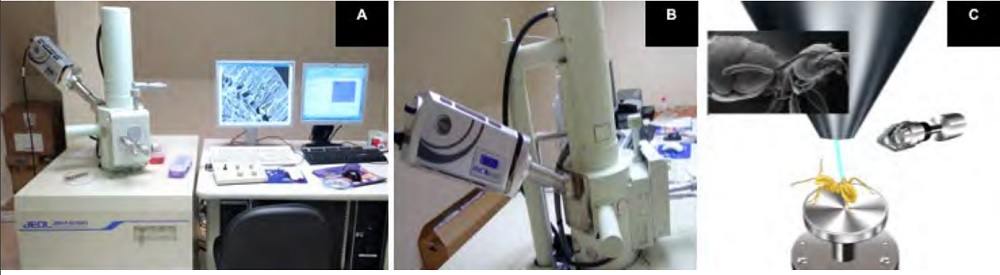 La microscopía electrónica de barrido en las ciencias agrícolas y pecuarias