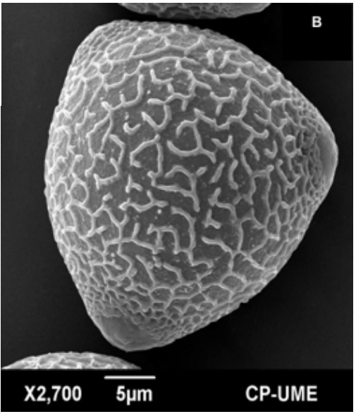 La microscopía electrónica de barrido en las ciencias agrícolas y pecuarias