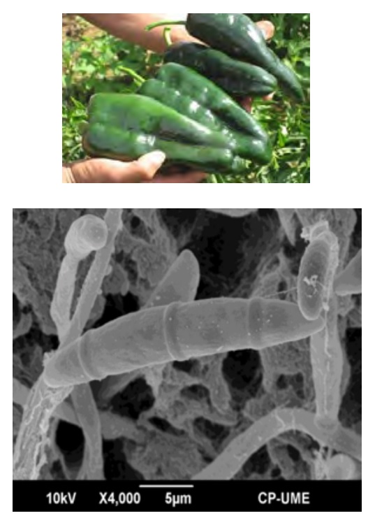 La microscopía electrónica de barrido en las ciencias agrícolas y pecuarias