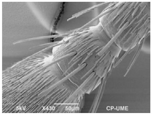 La microscopía electrónica de barrido en las ciencias agrícolas y pecuarias