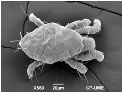 La microscopía electrónica de barrido en las ciencias agrícolas y pecuarias